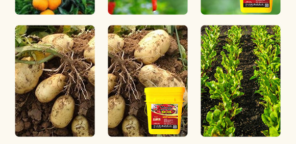 高抗1號(hào)菌(農(nóng)用微生物菌劑)-五道豐 高抗1號(hào)菌(農(nóng)用微生物菌劑)-五道豐