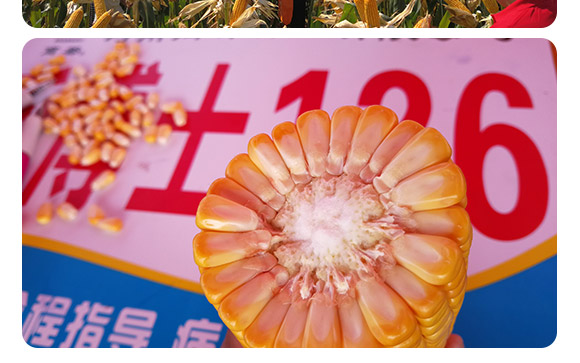 禾博士126-玉米種子-商都種業(yè) 禾博士126-玉米種子-商都種業(yè)