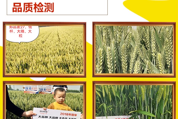 鄭品麥27號-小麥種子-邦邦種業(yè) 鄭品麥27號-小麥種子-邦邦種業(yè)