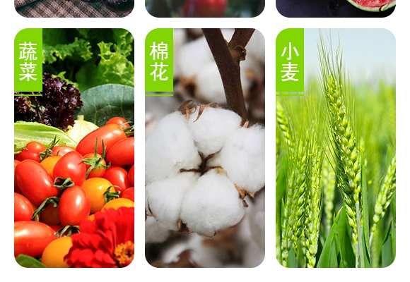 桃蚜一號-德瑞森 桃蚜一號-德瑞森