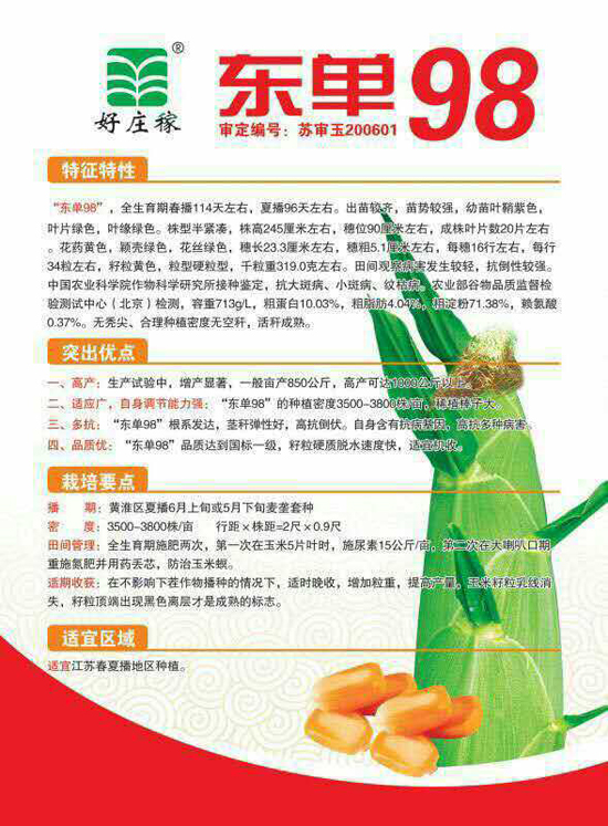 玉雜交種-東單98-好莊稼