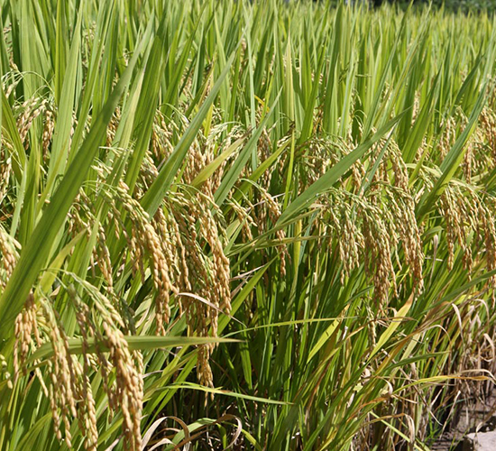 ׿?j)?yu)Aռ-ˮN-NI(y)