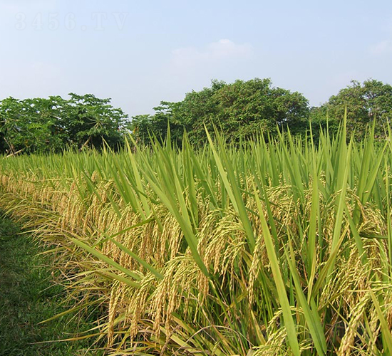 f(wn)(yu)2008-ˮN-NI(y)