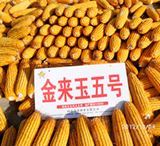 (li)5̖(ho)-׷N-(li)NI(y)