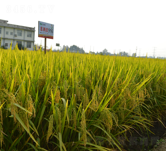 SɃ(yu)916-ˮN-S(l)NI(y)