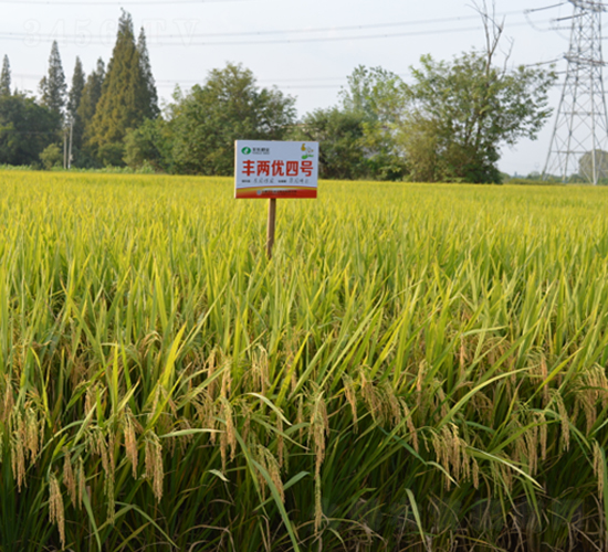 SɃ(yu)̖-ˮN-SNI(y)