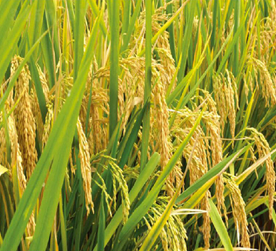 (ni)(yu)506-ˮN-S(l)NI(y)