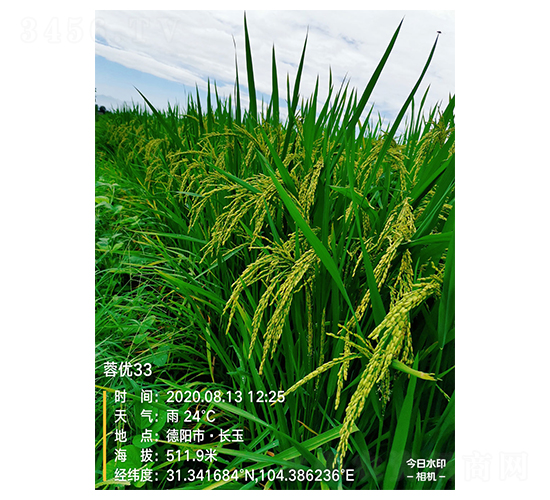 ؃(yu)33-ˮN-S(l)NI(y)