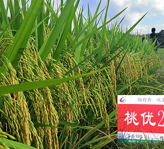 ҃(yu)205-ˮN-S(l)NI(y)