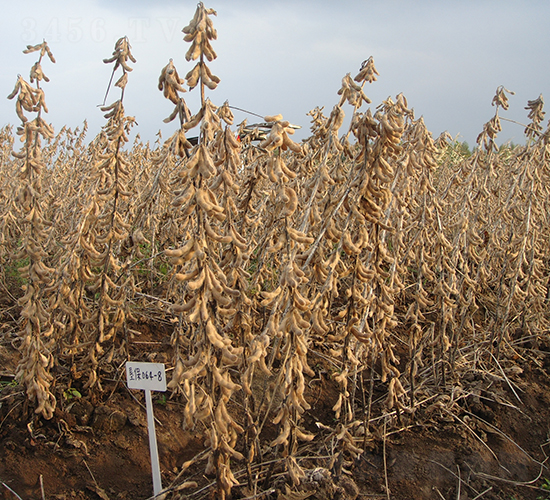 1̖(ho)-󶹷N-SNI(y)