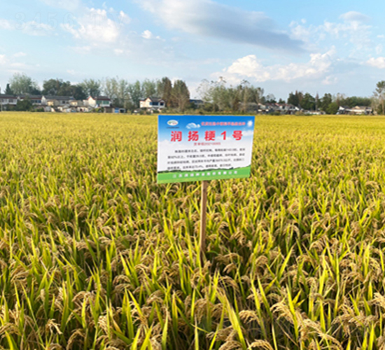 P(yng)1̖(ho)-ˮN-P(yng)NI(y)