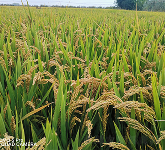 P(yng)(yu)㾬-ˮN-P(yng)NI(y)