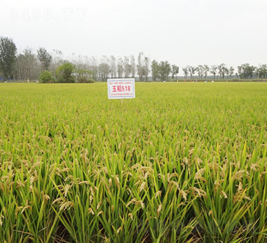 518-ˮN-(rn)r(nng)NI(y)