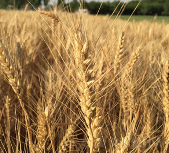 (j)22-СN-Ǻ(rn)r(nng)