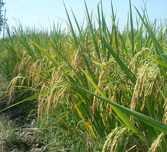 ׃(yu)5431߮a(yu)|ƷN-ˮN-rƼ