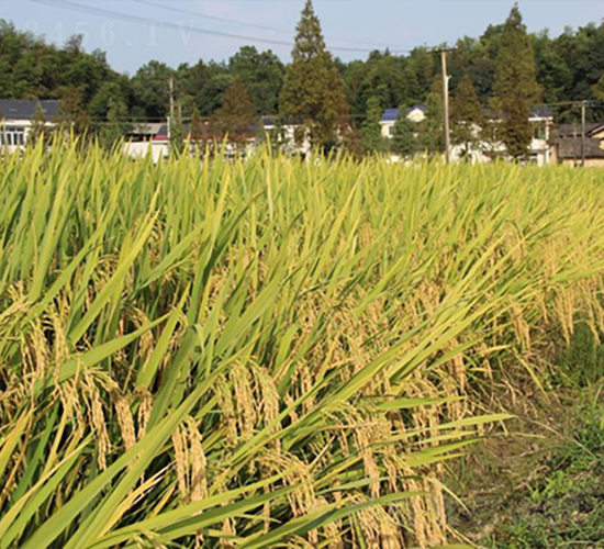 ۃɃ(yu)261-ˮN-𽡷NI(y)