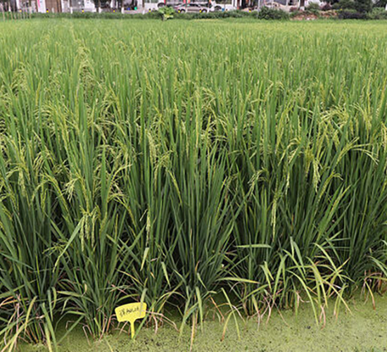 衃Ƀ(yu)261-ˮN-𽡷NI(y)