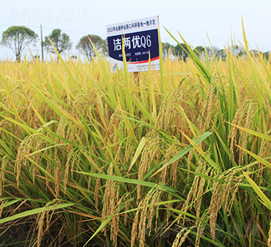 Ƀ(yu)Q6-ˮN-𽡷NI(y)