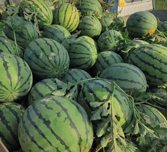 S16̖(ho)-ϷN-SNI(y)