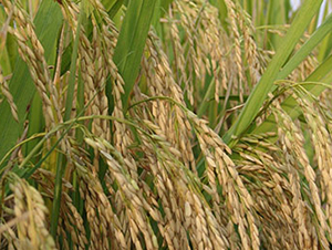 Ͻ6̖r(nng)316-ˮN-r(nng)S