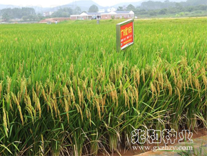 V8(yu)165-ˮN-׺ͷNI(y)