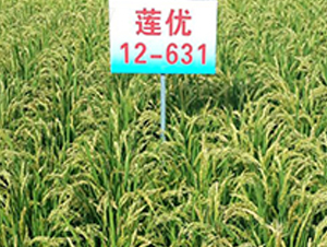 ɏ(yu)12-631-ˮN-ɏRrI(y)