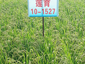 ɏ10-1527-ˮN-ɏRrI(y)