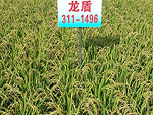 311-1496-ˮN-ɏRrI(y)