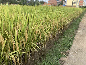 r(nng)(yu)446-pһ(yu)|(zh)-һNI(y)