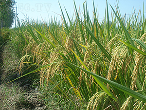 ׃(yu)5431߮a(chn)(yu)|(zh)ƷN-ˮN-r(nng)Ƽ