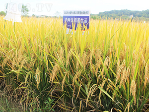 AɃ(yu)ɏz-ˮN-𽡷NI(y)