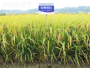 AɃ(yu)M5-ˮN-𽡷NI(y)